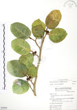 中文名:山豬枷(S050889)學名:Ficus tinctoria Forst. f.(S050889)