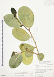 中文名:山豬枷(S050990)學名:Ficus tinctoria Forst. f.(S050990)