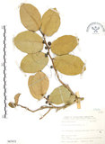 中文名:山豬枷(S067072)學名:Ficus tinctoria Forst. f.(S067072)