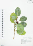 中文名:山豬枷(S067672)學名:Ficus tinctoria Forst. f.(S067672)