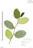 中文名:山豬枷(S079849)學名:Ficus tinctoria Forst. f.(S079849)