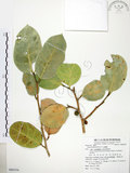 中文名:山豬枷(S080354)學名:Ficus tinctoria Forst. f.(S080354)