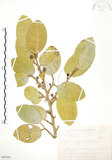 中文名:山豬枷(S099194)學名:Ficus tinctoria Forst. f.(S099194)