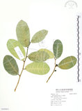 中文名:山豬枷(S105411)學名:Ficus tinctoria Forst. f.(S105411)