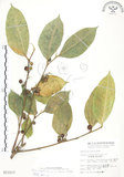 中文名:白肉榕(S013117)學名:Ficus virgata Reinw. ex Blume(S013117)英文名:White Fig-tree
