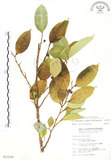 中文名:白肉榕(S013120)學名:Ficus virgata Reinw. ex Blume(S013120)英文名:White Fig-tree