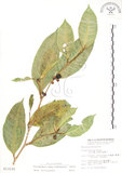 中文名:白肉榕(S013122)學名:Ficus virgata Reinw. ex Blume(S013122)英文名:White Fig-tree