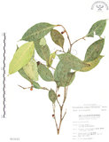 中文名:白肉榕(S013123)學名:Ficus virgata Reinw. ex Blume(S013123)英文名:White Fig-tree