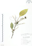 中文名:白肉榕(S013124)學名:Ficus virgata Reinw. ex Blume(S013124)英文名:White Fig-tree