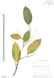 中文名:白肉榕(S017910)學名:Ficus virgata Reinw. ex Blume(S017910)英文名:White Fig-tree