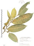中文名:白肉榕(S035466)學名:Ficus virgata Reinw. ex Blume(S035466)英文名:White Fig-tree