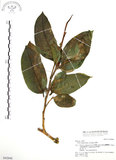 中文名:白肉榕(S042840)學名:Ficus virgata Reinw. ex Blume(S042840)英文名:White Fig-tree