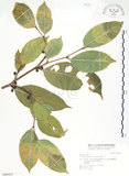 中文名:白肉榕(S046927)學名:Ficus virgata Reinw. ex Blume(S046927)英文名:White Fig-tree