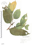 中文名:白肉榕(S046940)學名:Ficus virgata Reinw. ex Blume(S046940)英文名:White Fig-tree