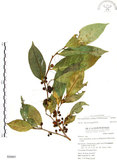 中文名:白肉榕(S050897)學名:Ficus virgata Reinw. ex Blume(S050897)英文名:White Fig-tree