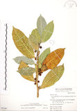 中文名:白肉榕(S051001)學名:Ficus virgata Reinw. ex Blume(S051001)英文名:White Fig-tree