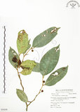 中文名:白肉榕(S054249)學名:Ficus virgata Reinw. ex Blume(S054249)英文名:White Fig-tree