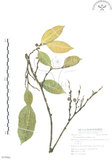 中文名:白肉榕(S055066)學名:Ficus virgata Reinw. ex Blume(S055066)英文名:White Fig-tree
