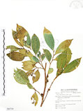 中文名:白肉榕(S062744)學名:Ficus virgata Reinw. ex Blume(S062744)英文名:White Fig-tree