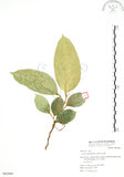 中文名:白肉榕(S063969)學名:Ficus virgata Reinw. ex Blume(S063969)英文名:White Fig-tree