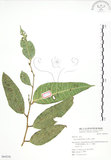 中文名:白肉榕(S064236)學名:Ficus virgata Reinw. ex Blume(S064236)英文名:White Fig-tree