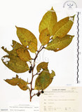 中文名:白肉榕(S066324)學名:Ficus virgata Reinw. ex Blume(S066324)英文名:White Fig-tree