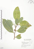 中文名:白肉榕(S067668)學名:Ficus virgata Reinw. ex Blume(S067668)英文名:White Fig-tree