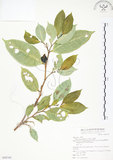 中文名:白肉榕(S068745)學名:Ficus virgata Reinw. ex Blume(S068745)英文名:White Fig-tree