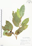 中文名:白肉榕(S068861)學名:Ficus virgata Reinw. ex Blume(S068861)英文名:White Fig-tree