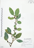 中文名:白肉榕(S074981)學名:Ficus virgata Reinw. ex Blume(S074981)英文名:White Fig-tree