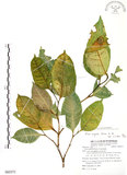 中文名:白肉榕(S085571)學名:Ficus virgata Reinw. ex Blume(S085571)英文名:White Fig-tree