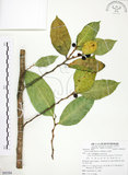 中文名:白肉榕(S085584)學名:Ficus virgata Reinw. ex Blume(S085584)英文名:White Fig-tree