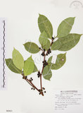 中文名:白肉榕(S085631)學名:Ficus virgata Reinw. ex Blume(S085631)英文名:White Fig-tree