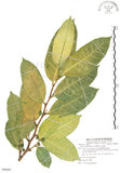 中文名:白肉榕(S088401)學名:Ficus virgata Reinw. ex Blume(S088401)英文名:White Fig-tree