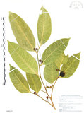 中文名:白肉榕(S099247)學名:Ficus virgata Reinw. ex Blume(S099247)英文名:White Fig-tree