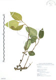 中文名:白肉榕(S099262)學名:Ficus virgata Reinw. ex Blume(S099262)英文名:White Fig-tree