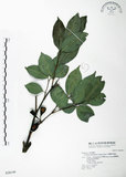 中文名:台灣棒花蒲桃(S028149)學名:Syzygium taiwanicum Chang & Miao(S028149)英文名:Club-shaped Flower Eugenia, Lanyu Eugenia