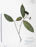 中文名:大花赤楠(S042746)學名:Syzygium tripinnatum (Blanco) Merr.(S042746)英文名:Tripinnate Eugenia