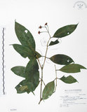 中文名:大花赤楠(S042861)學名:Syzygium tripinnatum (Blanco) Merr.(S042861)英文名:Tripinnate Eugenia