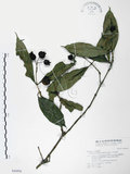中文名:大花赤楠(S046896)學名:Syzygium tripinnatum (Blanco) Merr.(S046896)英文名:Tripinnate Eugenia