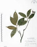 中文名:大花赤楠(S068670)學名:Syzygium tripinnatum (Blanco) Merr.(S068670)英文名:Tripinnate Eugenia