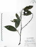 中文名:大花赤楠(S068671)學名:Syzygium tripinnatum (Blanco) Merr.(S068671)英文名:Tripinnate Eugenia