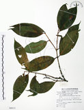 中文名:大花赤楠(S080313)學名:Syzygium tripinnatum (Blanco) Merr.(S080313)英文名:Tripinnate Eugenia