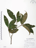 中文名:大花赤楠(S085681)學名:Syzygium tripinnatum (Blanco) Merr.(S085681)英文名:Tripinnate Eugenia