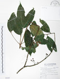 中文名:大花赤楠(S095695)學名:Syzygium tripinnatum (Blanco) Merr.(S095695)英文名:Tripinnate Eugenia