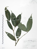 中文名:大花赤楠(S099212)學名:Syzygium tripinnatum (Blanco) Merr.(S099212)英文名:Tripinnate Eugenia