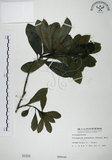 中文名:七里香(S000356)學名:Pittosporum pentandrum (Blanco) Merr.(S000356)中文別名:台灣海桐英文名:Five Stamens Pittosporum