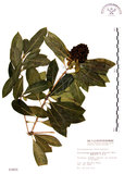 中文名:七里香(S003855)學名:Pittosporum pentandrum (Blanco) Merr.(S003855)中文別名:台灣海桐英文名:Five Stamens Pittosporum