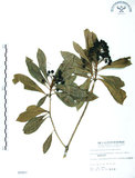 中文名:七里香(S005957)學名:Pittosporum pentandrum (Blanco) Merr.(S005957)中文別名:台灣海桐英文名:Five Stamens Pittosporum