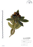 中文名:七里香(S007004)學名:Pittosporum pentandrum (Blanco) Merr.(S007004)中文別名:台灣海桐英文名:Five Stamens Pittosporum